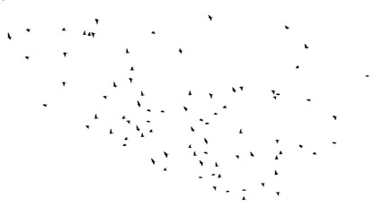 Flock of birds isolated on white background