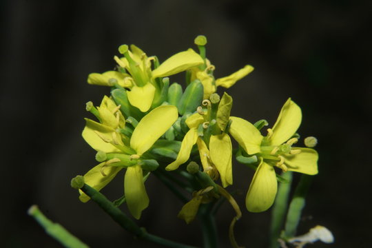 Close up Macro photo of the yellow colored mustard flowers.