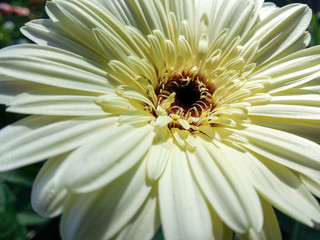 White gerbera flower closeup.