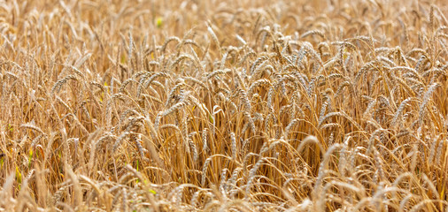 Ripe ears of wheat grow on the nature