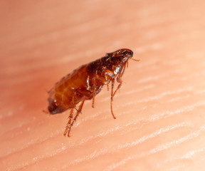 Flea on human skin