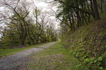 Cherry blossom tree lined trail in Kakunodate Japan