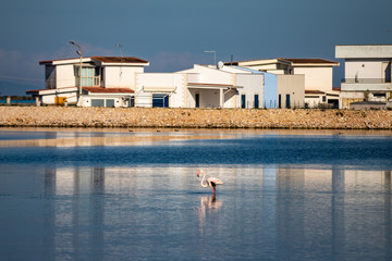 Fototapeta na wymiar Nature reserve Saline Margherita di Savoia, Apulia, Italy: The salt pan. Salt flats area for sea salt production. Flamingo in a salt marsh, a coastal ecosystem on Adriatic sea.