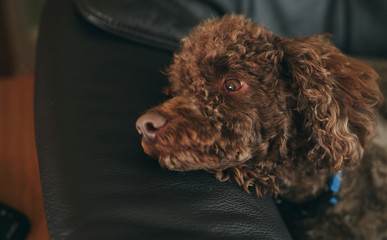 A portrait of a dogs head, miniature poodle, as it relaxes on the sofa.
