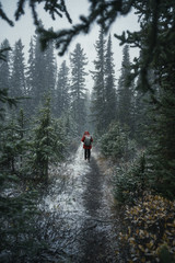 Traveler trekking on heavy blizzard in pine forest on wilderness