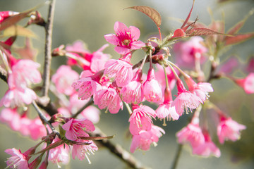 Soft focus, beautiful cherry blossom, Prunus cerasoides in Thailand, bright pink flowers of Sakura on the high mountains of Nan. Spring background and beautiful natural scenery.