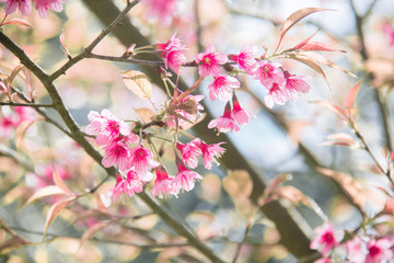Soft focus, beautiful cherry blossom, Prunus cerasoides in Thailand, bright pink flowers of Sakura on the high mountains of Nan. Spring background and beautiful natural scenery.