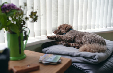A pet dog sleeping on the window sill as it waits for it's owner to return.