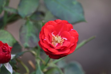 Red rose flower blooming in roses garden on background red roses flowers.Beautiful red rose on the rose garden in summer in a garden