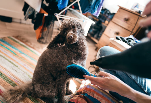 Grooming Time For A Pet Dog As He's Being Blowdried After His Bath And Before Having A Haircut.