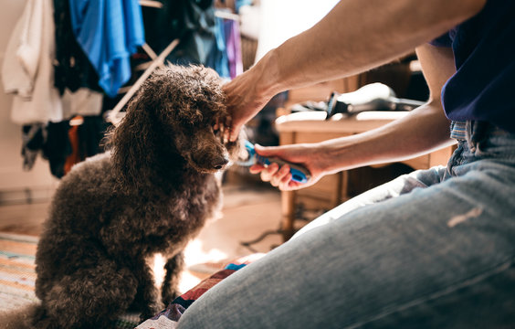 Brushing A Pet Dog After His Bath And Before Having A Haircut.