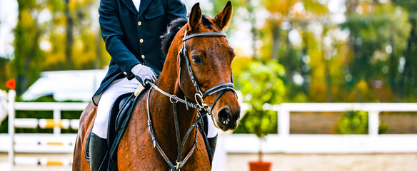 Rider on sorrel horse in jumping show, equestrian sports. Brown horse and man in uniform going to...