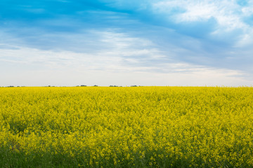 Bright yellow rapeseed field and blue high sky