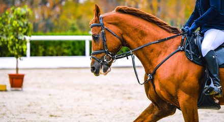 Horse and rider in uniform performing jump at show jumping competition. Horse horizontal banner for...