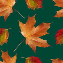  Seamless pattern of autumn leaves on a green background. Colorful texture for wrapping paper, textile and web design