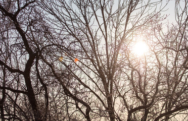 Leafless tree branches at dawn of the sun