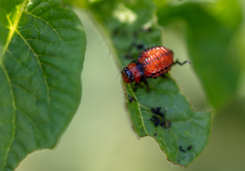 Naklejka premium Colorado potato beetle in the garden