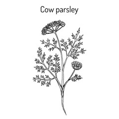 Cow parsley or wild chervil anthriscus sylvestris , medicinal plant