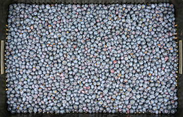 Fresh organic blueberries at a farmers market in summer