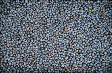 Fresh organic blueberries at a farmers market in summer