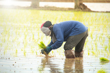 Thai farmer growing rice in Northern of Thailand