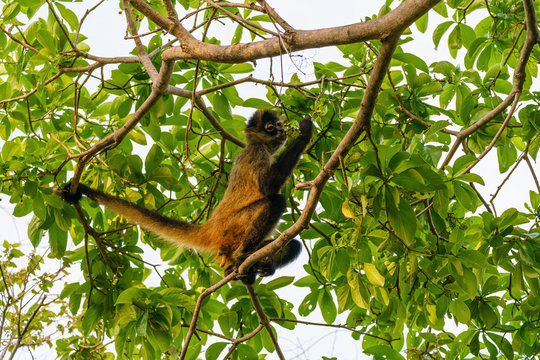 Geoffroy's spider monkey (Ateles geoffroyi) in a tree in Costa Rica