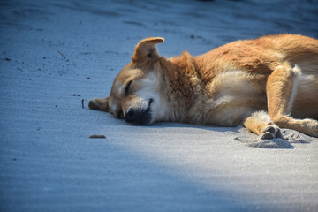 a street dog sleeping on the ganga ghat Rishikesh Uttarakhand 