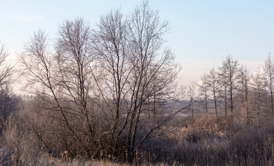 Bare branches of a tree in the snow at dawn in winter