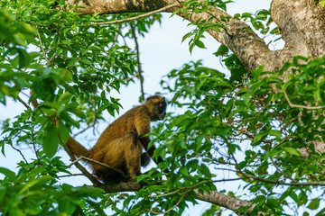 Geoffroy's spider monkey (Ateles geoffroyi) in a tree in Costa Rica