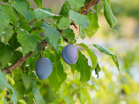 Le prunier cultiv&eacute; aux prunes savoureuses de couleur bleu-violet (Prunus domestica)