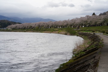 River with cherry blossom and mountain