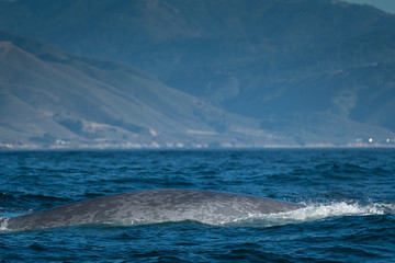 Fototapeta premium Blue whale