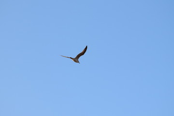 seagull flying in the blue sky