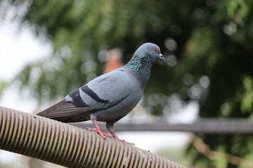 pigeon