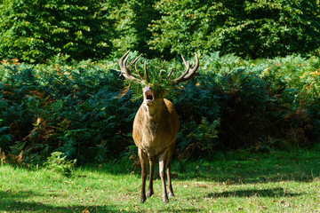 Red deer stag(Cervus elaphus), taken in United Kingdom