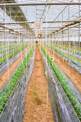 온실 속에서 잘 자라고 있는 고추모종들