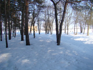 Winter landscape with birches against the blue sky. Winter landscape with snow and birches against the background of a pine forest.