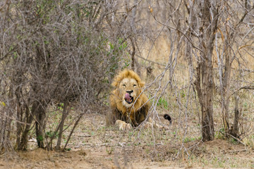 Male Lion (Panthera leo) resting in bush,  taken in South Africa