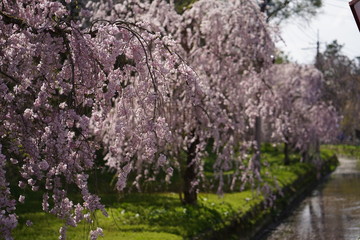 Pink cherry blossoms by the river