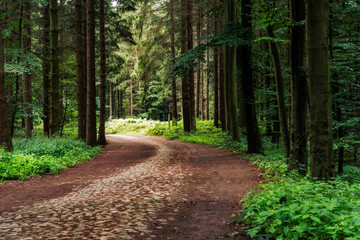 Fototapeta premium Woodland area of Granitz with European beech, Fagus sylvatica, and sessile oak, Quercus petraea in Rugen Island