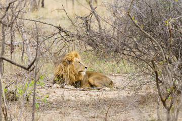 Male Lion (Panthera leo) resting in bush,  taken in South Africa