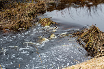 Spring stream in the forest.