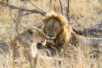 Male and female Lion (Panthera leo) resting together, taken in South Africa