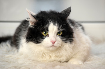 black and white fluffy cat on a light background