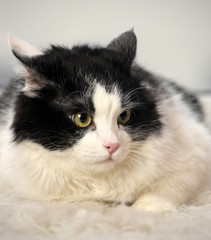 black and white fluffy cat on a light background