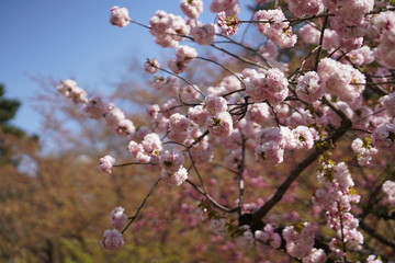 Pink cherry blossoms flower