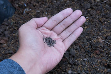 Small vegetable seeds in the hand Prepare for planting