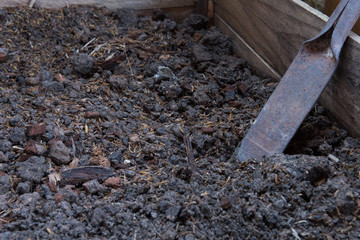A small iron shovel in a vegetable plot