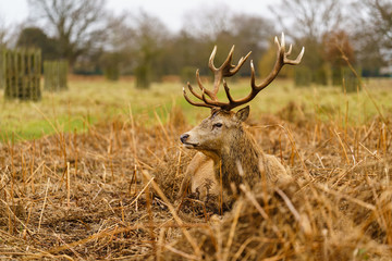 Red deer stag(Cervus elaphus), taken in United Kingdom