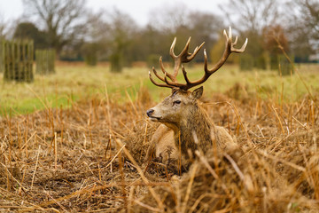 Naklejka premium Red deer stag(Cervus elaphus), taken in United Kingdom